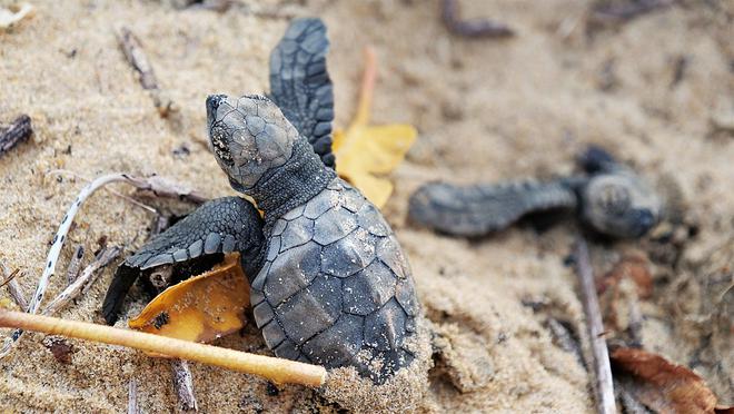 Guyane : Les tortues face à des dangers mortels