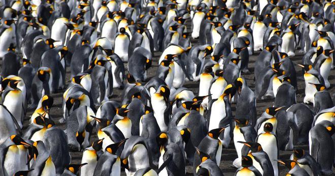 La protection contre la grippe H5N1 testée chez les manchots des Terres australes françaises