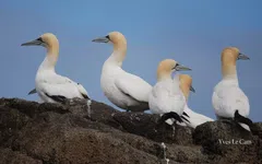 Hillion Côtes-d’Armor. Tous à Plumes, l’exposition itinérante de passage à la Maison de la baie jusqu’au 25 août