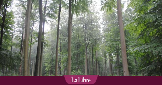 Comment adapter la Belgique au climat de 2050 ? "Les forêts de Soignes et Heverlee pourraient brûler et impacter Leuven et Bruxelles"