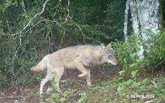 « Les clignotants passent au rouge »… La survie du loup, victime d’actes de braconnage, menacée dans les Alpes