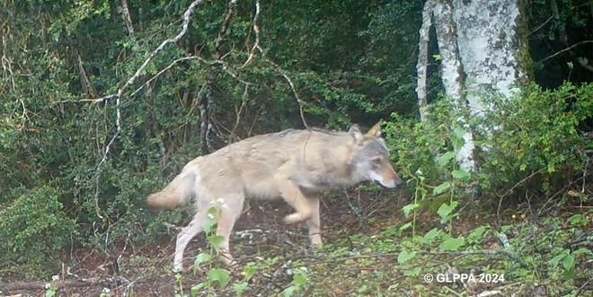 « Les clignotants passent au rouge »… La survie du loup, victime d’actes de braconnage, menacée dans les Alpes