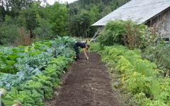 Les limaces ne sont pas les ennemies de nos jardins