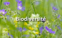 Etes-vous à la hauteur du nouveau défi photo Biodiversité?