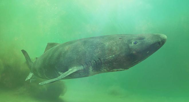 On sait enfin pourquoi les requins du Groenland peuvent vivre plusieurs siècles