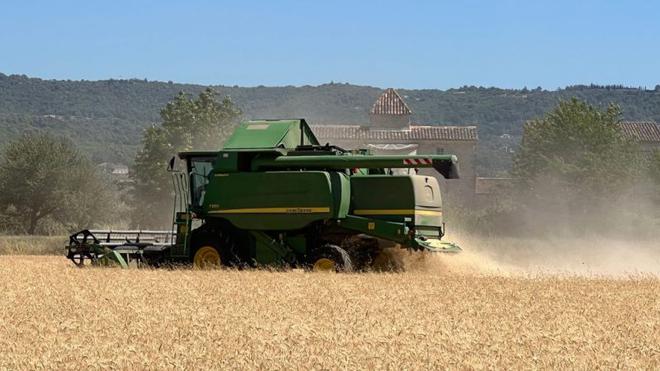 La France céréalière sonnée face à une moisson de blé « catastrophique »