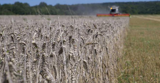 Dérèglement climatique : la pire moisson de blé tendre depuis 40 ans