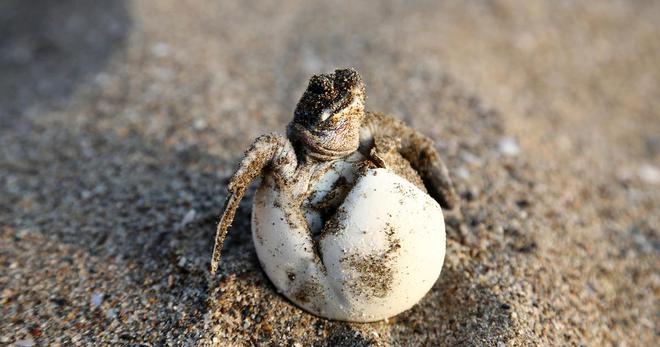 Nouvelle ponte d’une tortue marine sur une plage de la Côte d’Azur