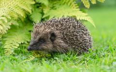 Accueillir un hérisson au jardin