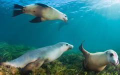 Des lions de mer australiens ont permis de cartographier des fonds marins jusqu’alors inconnus