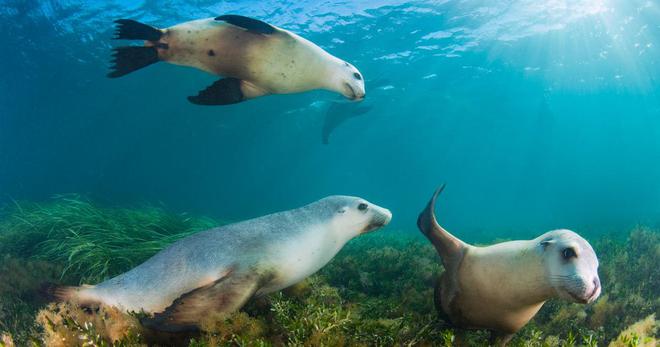 Des lions de mer australiens ont permis de cartographier des fonds marins jusqu’alors inconnus