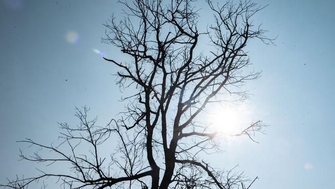 DOSSIER. Sécheresse, canicule, parasites… De quoi meurent les arbres en Haute-Garonne ?