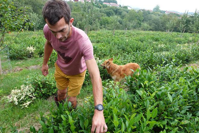 Du thé au Pays basque : le « projet fou » de Mikel