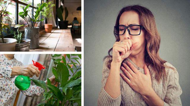 6 plantes d’intérieur qui guérissent l’asthme, les bronchites et bien plus encore