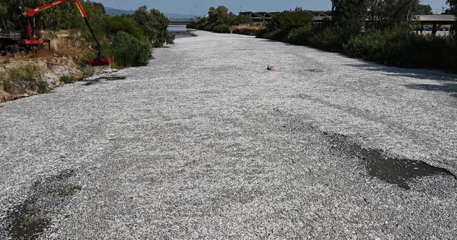 «Quel visiteur viendra dans notre ville après cela ?» : en Grèce, des milliers de poissons morts flottent dans le golfe de Volos