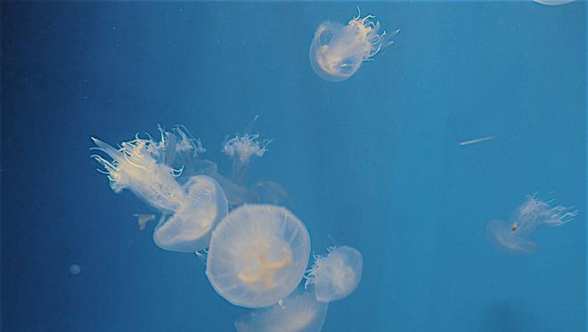 Invasion de méduses sur plusieurs plages de Méditerranées, de nombreux sites concernés autour de Marseille