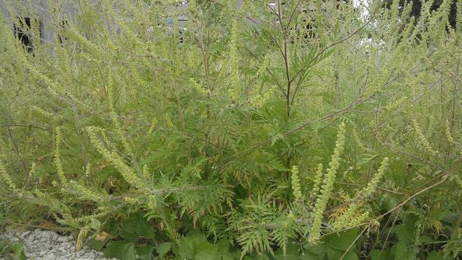 Pollen : le Rhône en alerte rouge à l'ambroisie