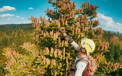 Les écureuils de Sitka, ces grimpeurs-cueilleurs qui récoltent l’avenir des forêts