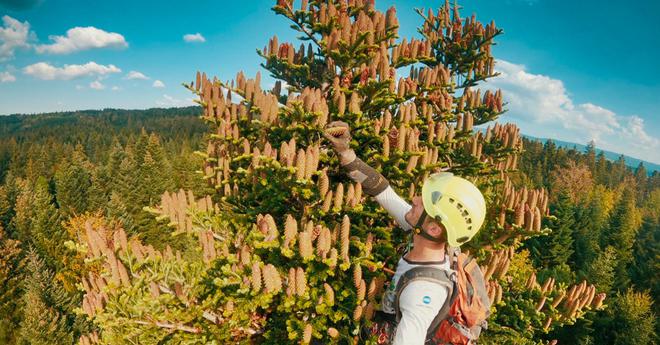 Les écureuils de Sitka, ces grimpeurs-cueilleurs qui récoltent l’avenir des forêts