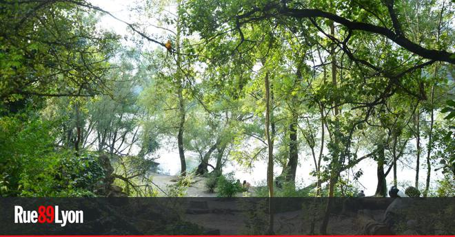 À la Feyssine, un jogging dans un parc nature en lutte face au changement climatique