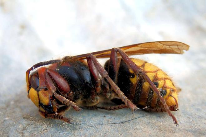 Attention, ne commettez pas l'erreur d'écraser un frelon asiatique