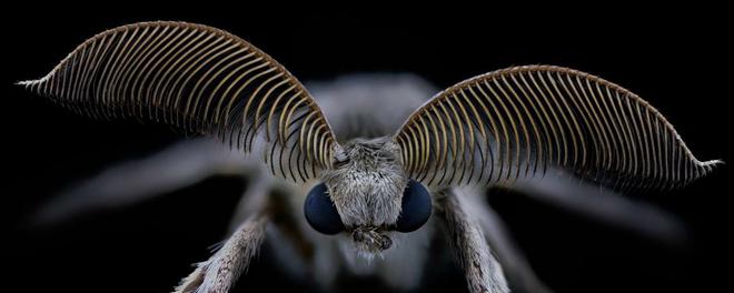 Géants minuscules : après ça, vous ne verrez plus jamais les insectes comme avant !