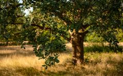 Distribution gratuite de 2000 arbres dans la Métropole de Lyon : les inscriptions débutent ce lundi