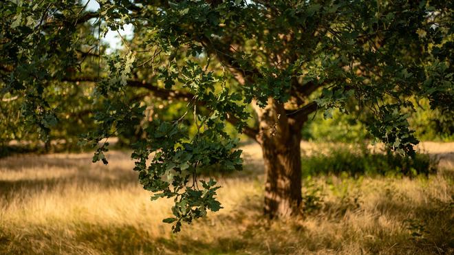 Distribution gratuite de 2000 arbres dans la Métropole de Lyon : les inscriptions débutent ce lundi