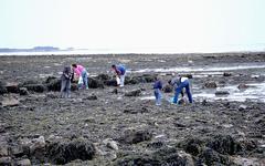 Pêche à pied. Gare aux zostères lors des prochaines grandes marées en Bretagne !