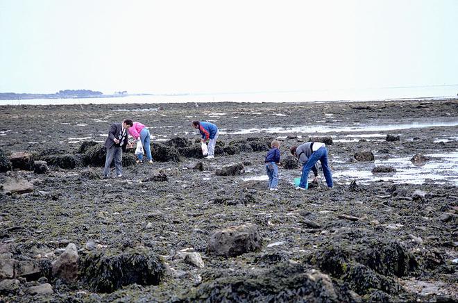 Pêche à pied. Gare aux zostères lors des prochaines grandes marées en Bretagne !