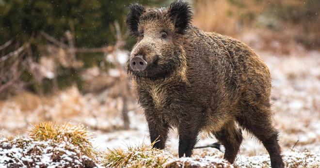 Peste porcine africaine: surveillance renforcée dans le Bas-Rhin et en Moselle