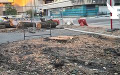 Bordeaux : la mairie écologiste épinglée pour avoir abattu 3 grands arbres dans le centre-ville