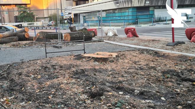 Bordeaux : la mairie écologiste épinglée pour avoir abattu 3 grands arbres dans le centre-ville