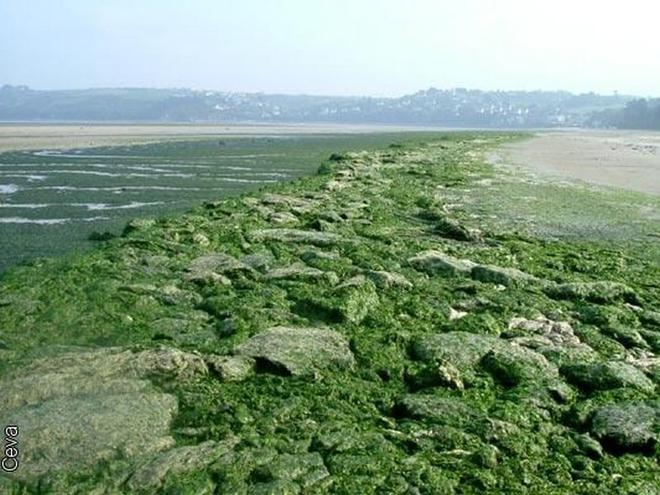 Deux innovations écologiques pour la Bretagne : piéger les nanoplastiques et recycler les algues vertes