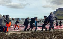 Iles Féroé : le massacre continue au nom de la tradition