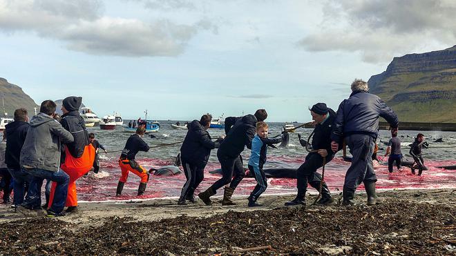 Iles Féroé : le massacre continue au nom de la tradition