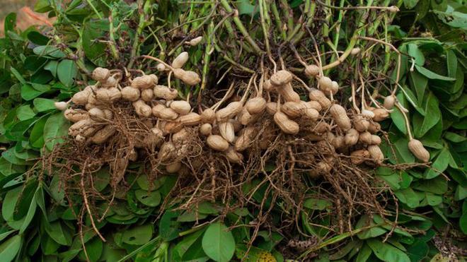 [] Cacahuète, gingembre... Ces cultures qui s'invitent dans les Landes