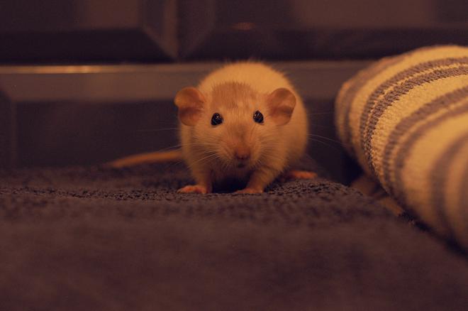 Pièges à souris et rats maison : un guide DIY simple et efficace