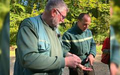 Au parc de Saint-Quentin, près de Beauvais, les glands ramassés pour régénérer la forêt