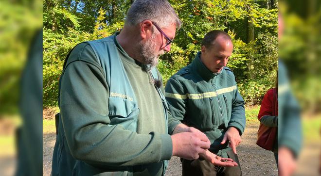 Au parc de Saint-Quentin, près de Beauvais, les glands ramassés pour régénérer la forêt