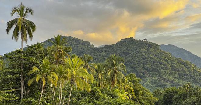 Biodiversité : après les belles promesses, l’heure des actes à la COP16