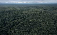 Estelle Ewoulé Lobé, son combat pour sauver les forêts au Congo