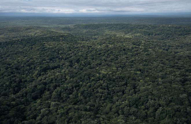 Estelle Ewoulé Lobé, son combat pour sauver les forêts au Congo