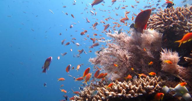 Quand ils sont en bonne santé, les poissons tropicaux contribuent simultanément au bien-être de la nature et des hommes