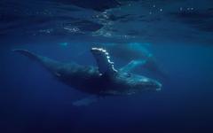 Baleines bleues : l'ADN hybride dévoile des croisements inter-espèces inattendus