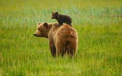 « Trash Bear » : quand un ours devient un symbole écologique