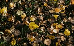 Utiliser les feuilles mortes pour un jardin écologique et économique