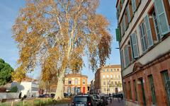 SERIE. Arbres remarquables en Haute-Garonne : Anatole, le plus vieux platane urbain de Toulouse