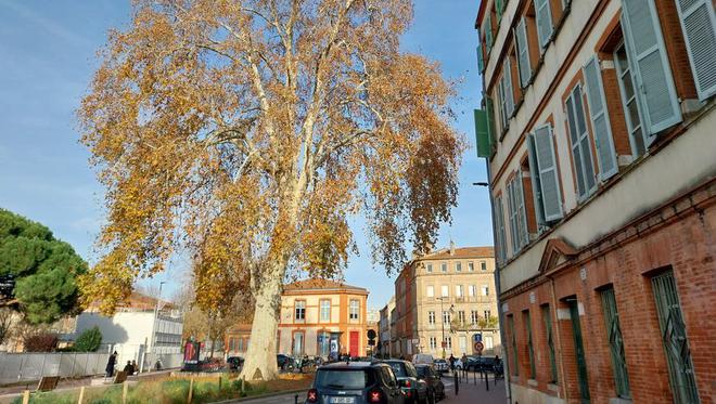 SERIE. Arbres remarquables en Haute-Garonne : Anatole, le plus vieux platane urbain de Toulouse