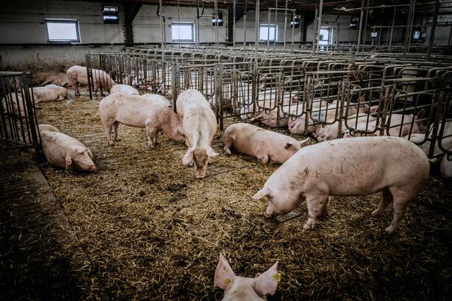 Taxe carbone sur l’agriculture : du greenwashing pour les élevages intensifs danois